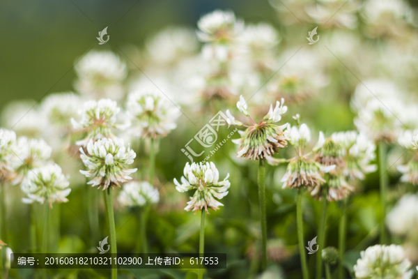 三葉草花叢
