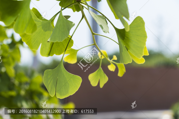 銀杏枝葉
