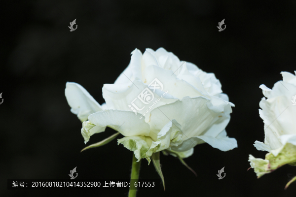 月季花