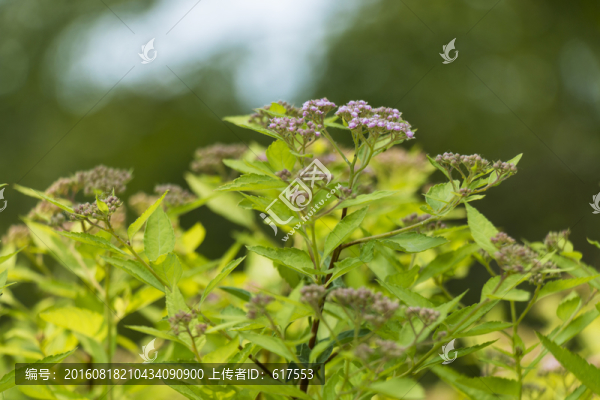 紫荊花開(kāi)