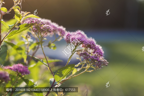 紫荊花開