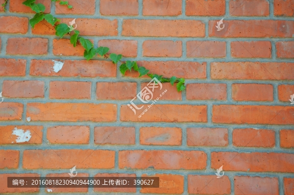 植物墻,爬山虎,紅磚墻