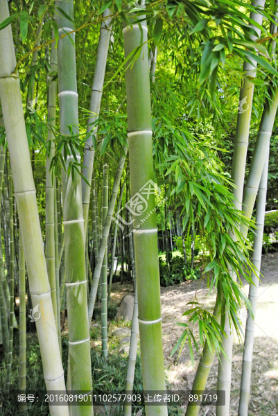 竹林,竹海,竹子背景