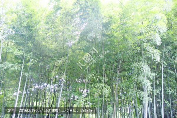 竹林,竹海,竹子背景