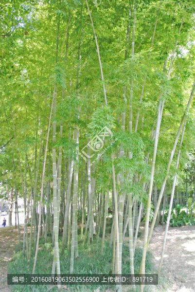 竹林,竹海,竹子背景