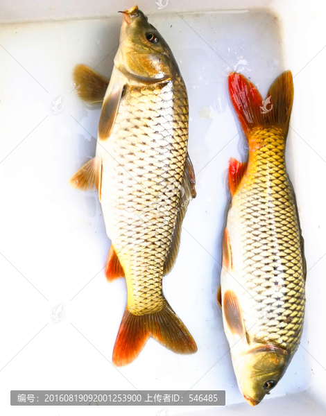 鯉魚