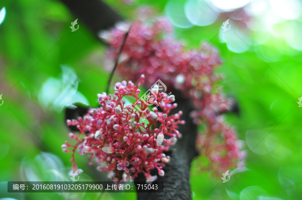 楊桃花