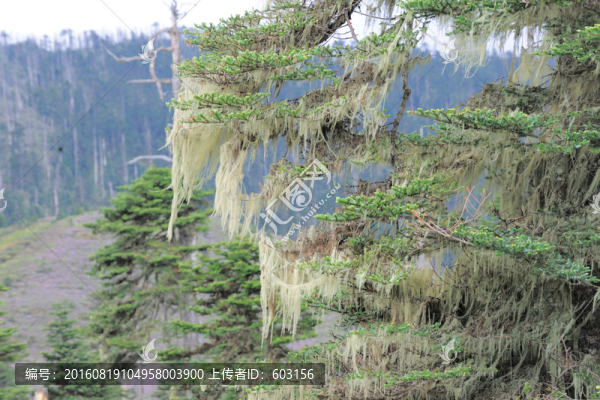 碧沽天池