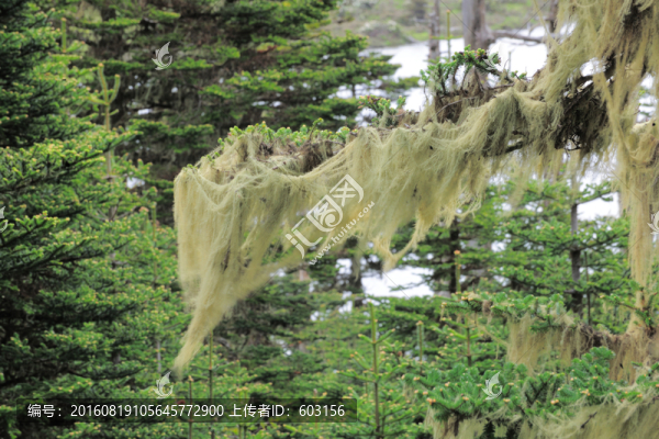 碧沽天池