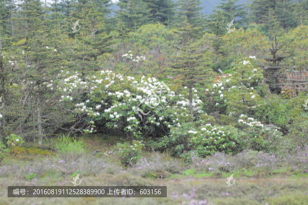 碧沽天池