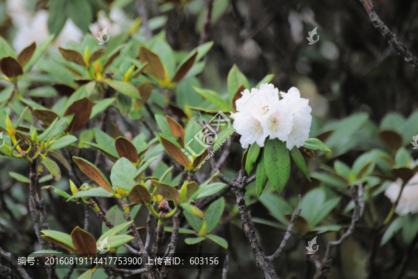 碧沽天池