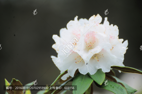 碧沽天池