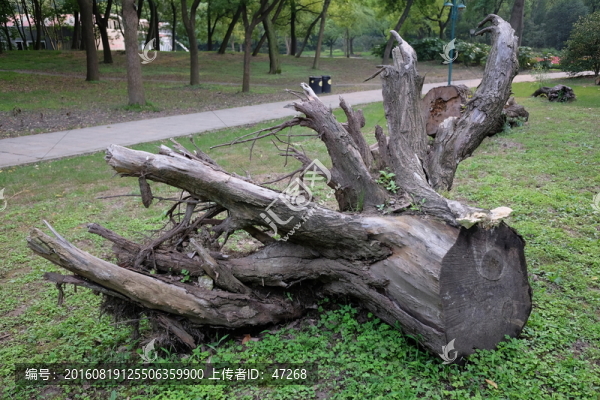 木樁,樹(shù)根