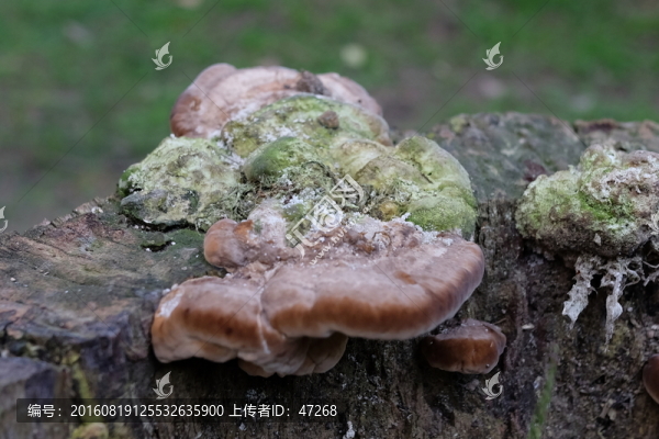 木樁,樹根