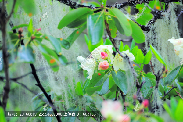 碧沽天池