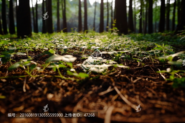 樹林,森林