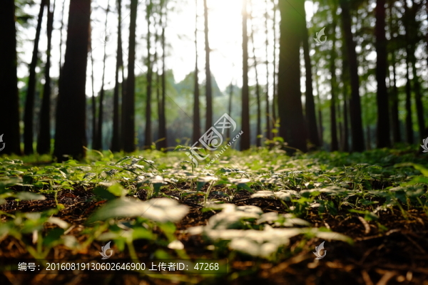 樹林,森林