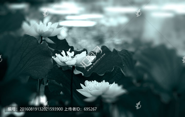 荷花荷葉