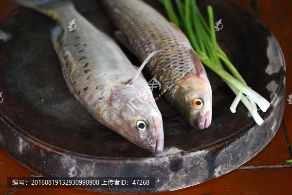 江魚,鱸魚,食材