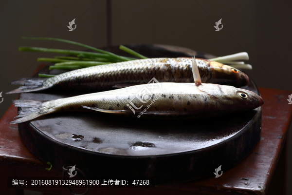 江魚,鱸魚,食材