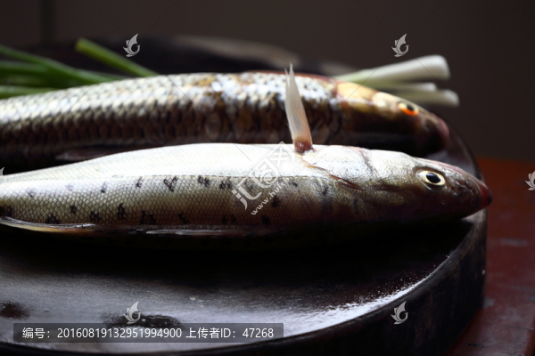 江魚,鱸魚,食材