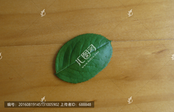 月季花葉片