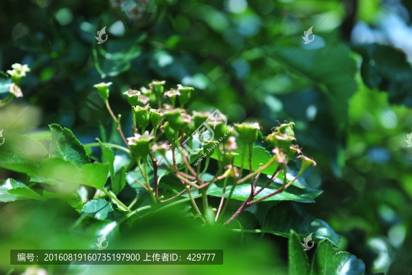 青山楂,山楂樹,山楂種植