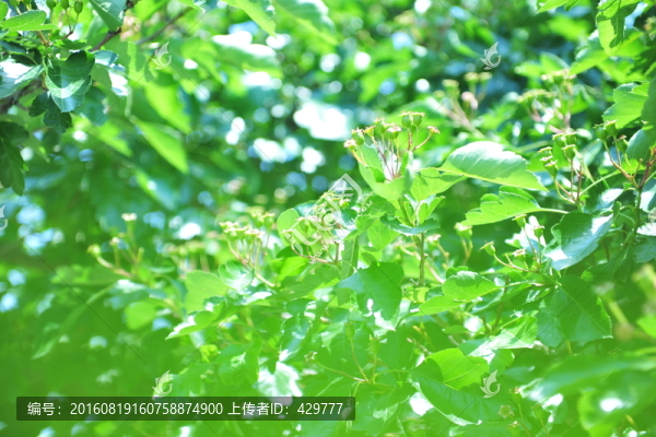 青山楂,山楂樹,山楂種植