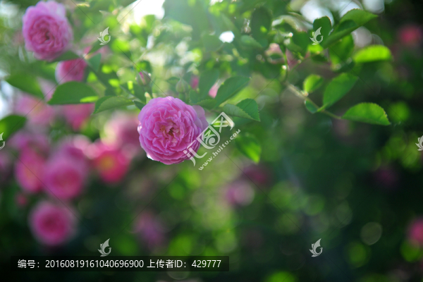 薔薇,火焰紅,花蕾