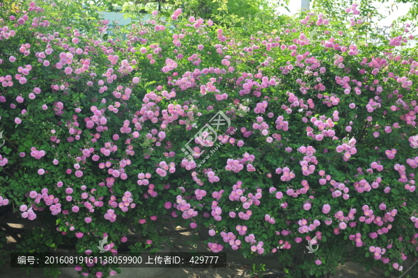 薔薇花,園林造景,花卉背景