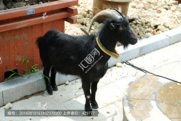 黑山羊,羊
