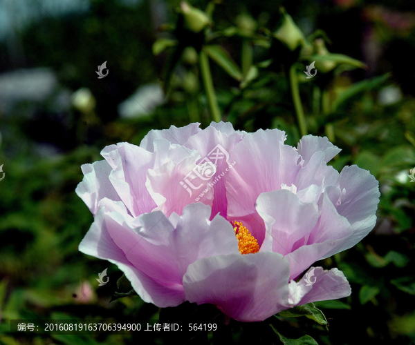 紫紅色芍藥