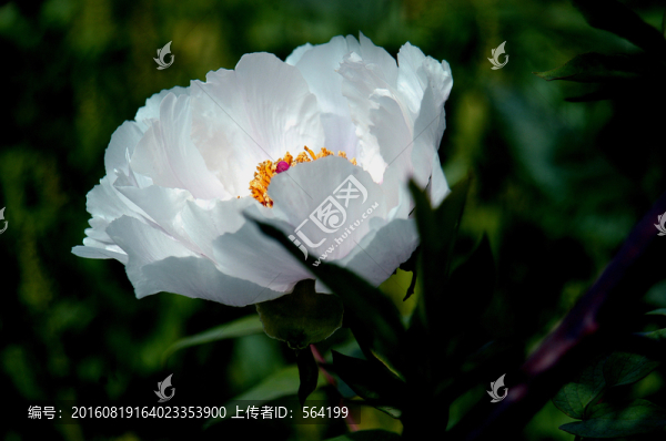 白色芍藥