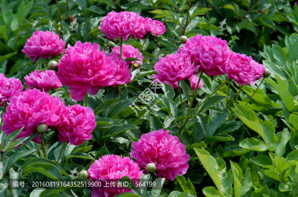 紫紅色牡丹花