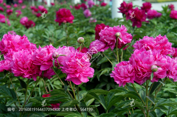 紫紅色牡丹花