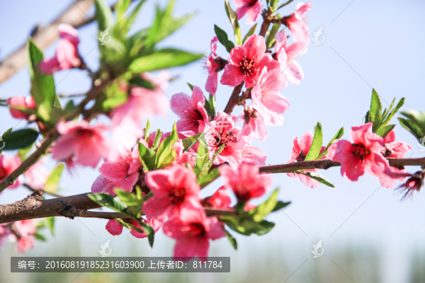 桃花笑春風(fēng)