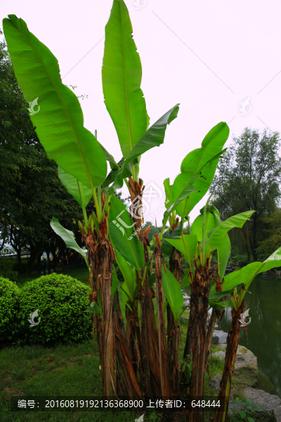 芭蕉樹