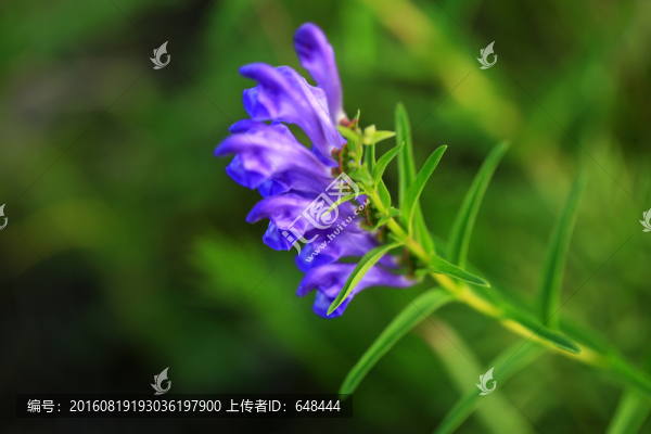 黃芩花
