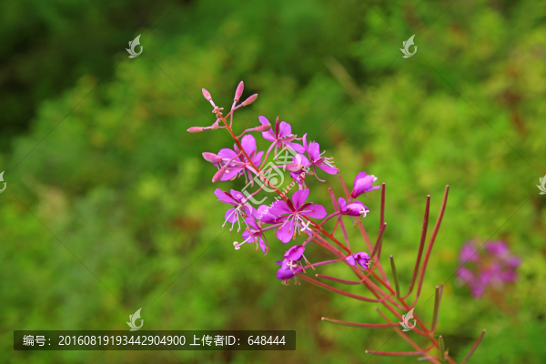 柳蘭花