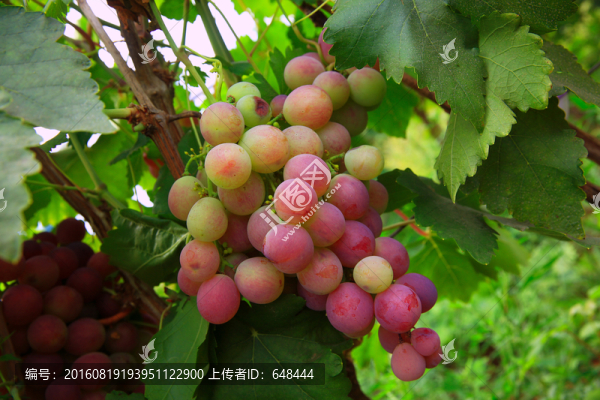 提子
