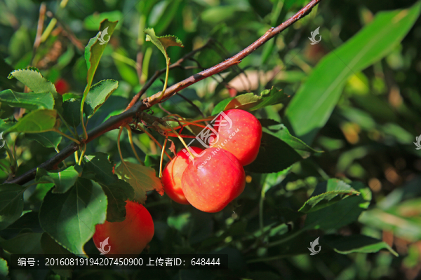 沙果