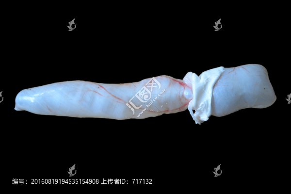 魚鰾