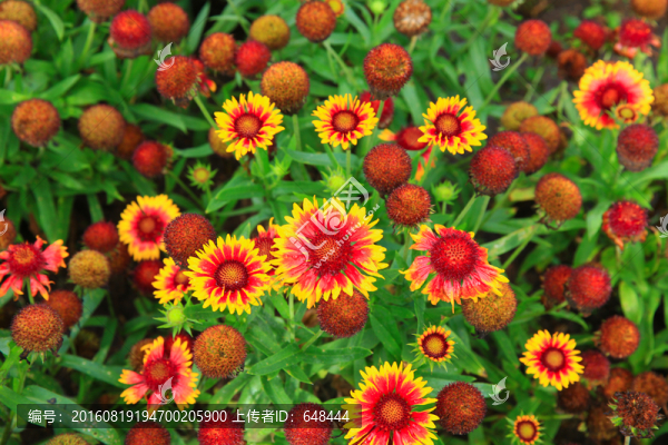 天人菊