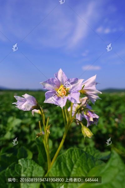 土豆花