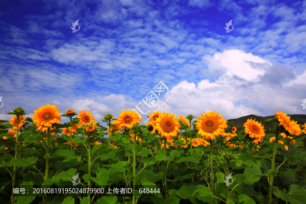 向日葵