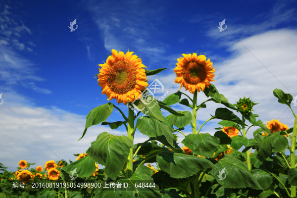 向日葵