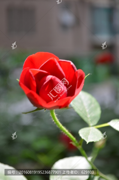 玫瑰花