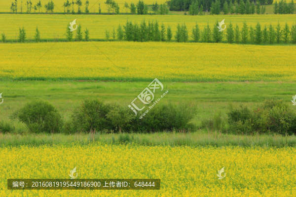 油菜花地