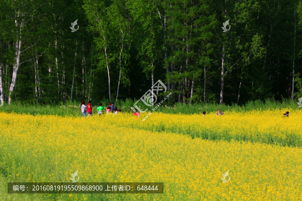 油菜花