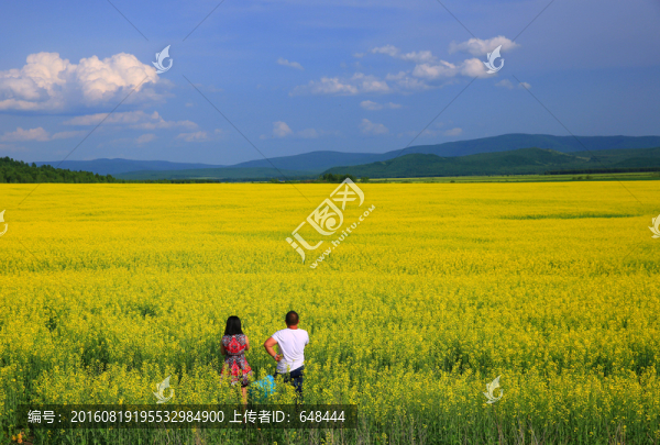 油菜花